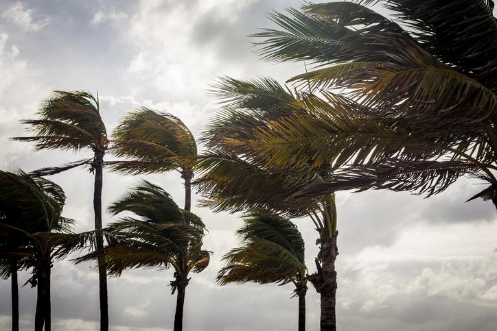 热带风暴或飓风来临前的棕榈树.